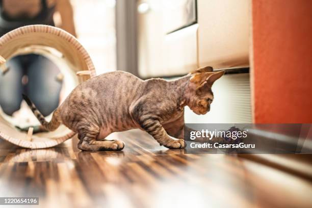 profile view of devon rex kitten playing in domestic room - stock photo - cat profile stock pictures, royalty-free photos & images