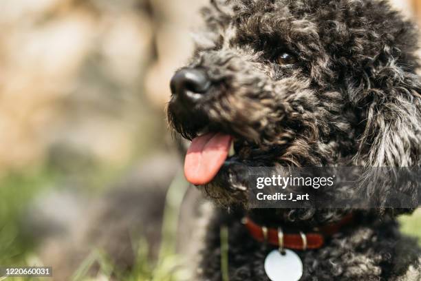 cute french poodle lying down in the green grass. - black poodle stockfoto's en -beelden