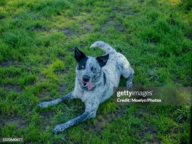 young cattle dog resting in the grass - australian cattle dog stockfoto's en -beelden