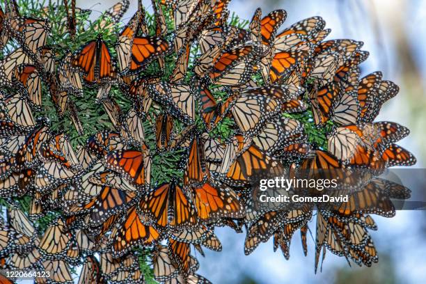 close-up of monarch butterflies on branch - monarch butterfly stock pictures, royalty-free photos & images