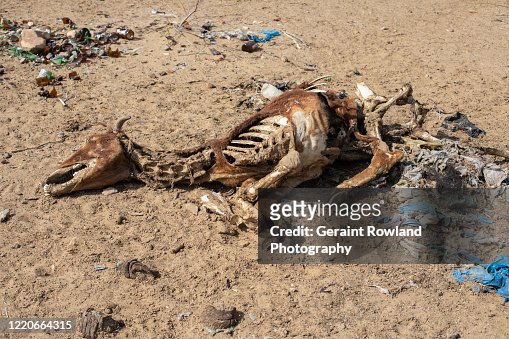 90 Camel Skeleton Photos and Premium High Res Pictures - Getty Images