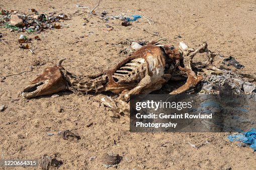 90 Camel Skeleton Photos and Premium High Res Pictures - Getty Images 90 Camel Skeleton Photos and Premium High Res Pictures - Getty Images