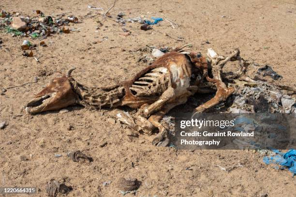 thar desert, dead animal & pollution - dead animal stock pictures, royalty-free photos & images