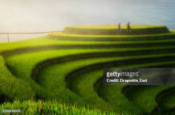 paddy rice terraces in countryside area of mu cang chai, yen bai, mountain hills valley in vietnam. - mù cang chải stock pictures, royalty-free photos & images