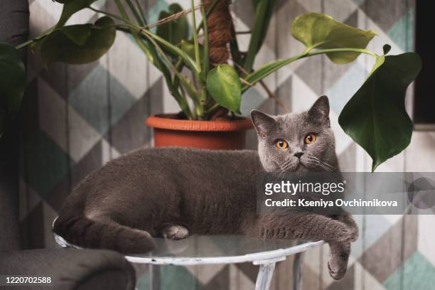 british fold cat - fancy cat stock pictures, royalty-free photos & images