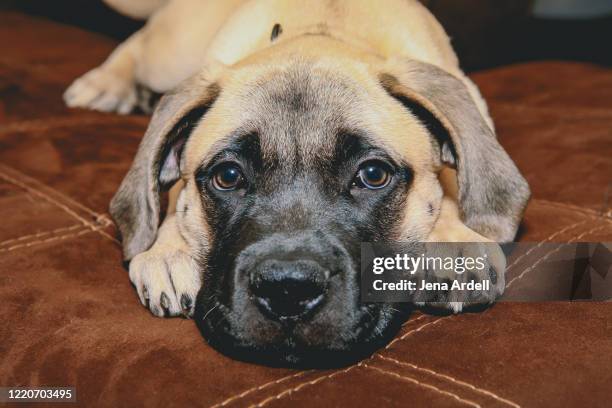 sad puppy laying down, bull mastiff puppy dog eyes - bull mastiff fotografías e imágenes de stock