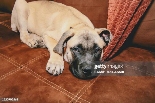 sad puppy dog on couch, bull mastiff puppy laying down - bull mastiff fotografías e imágenes de stock