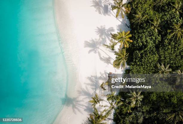 tropisch strand van de eilandpalmboom van hierboven - palmboom stockfoto's en -beelden