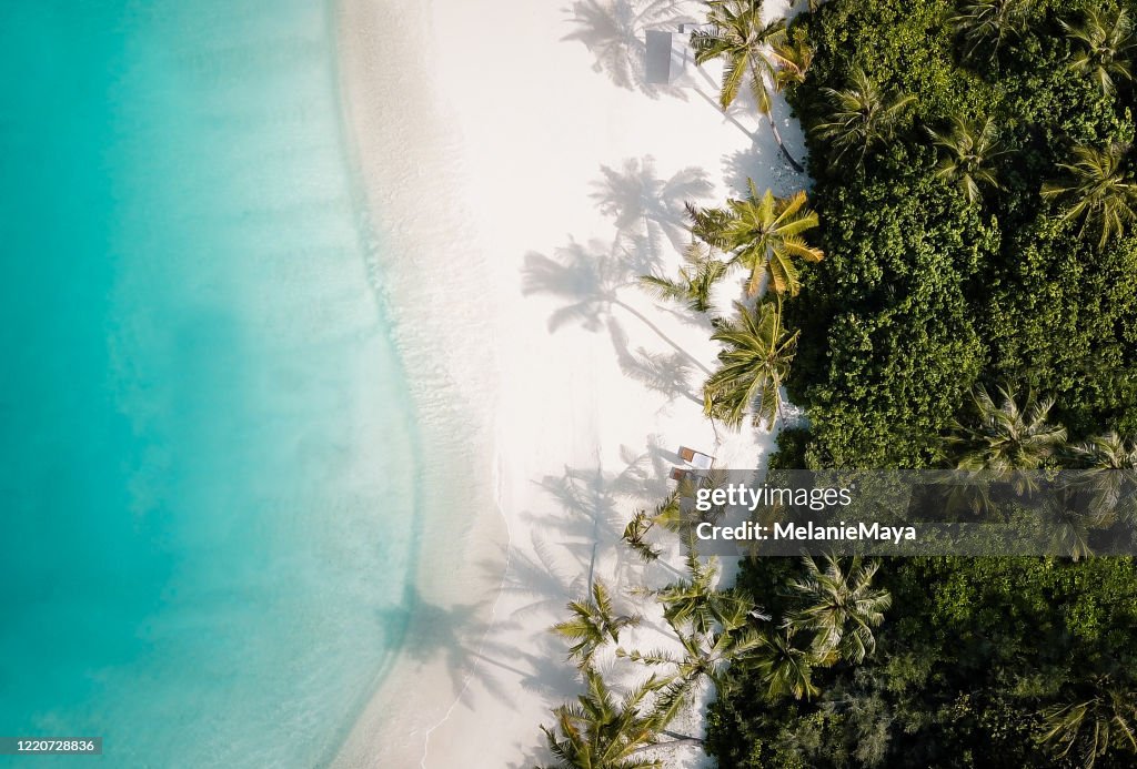 Tropical island palm tree beach from above