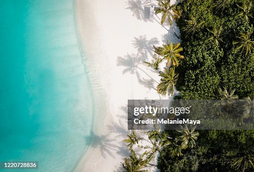 Tropical island palm tree beach from above Tropical island palm tree beach from above