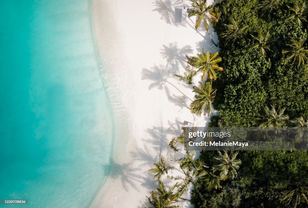 Tropisk ö palm strand ovanifrån
