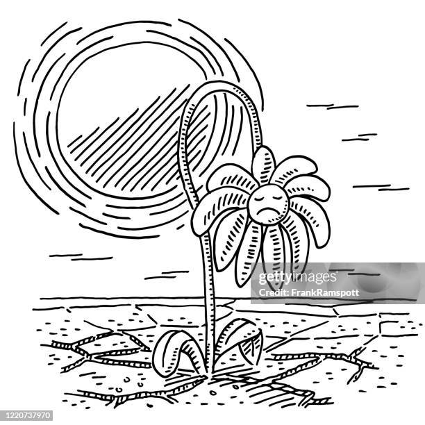 drought climate withering flower drawing - water shortage stock illustrations