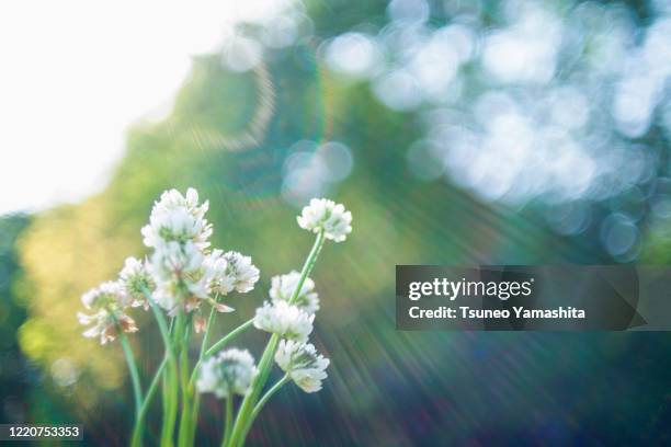 backlit white clover flowers - kinuta park stockfoto's en -beelden