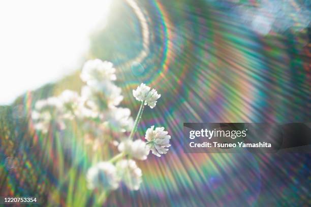 backlit white clover flowers - kinuta park stockfoto's en -beelden