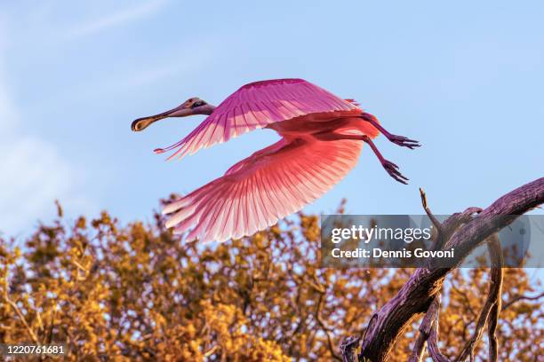 spoonbill takeoff - roseate spoonbill stock pictures, royalty-free photos & images