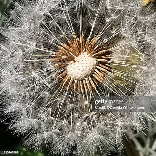 dandelion seed head - dandelion seed stock pictures, royalty-free photos & images