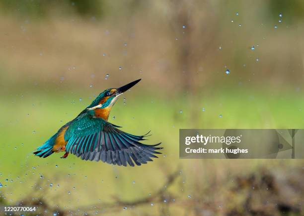 kingfisher - kingfisher river stock pictures, royalty-free photos & images