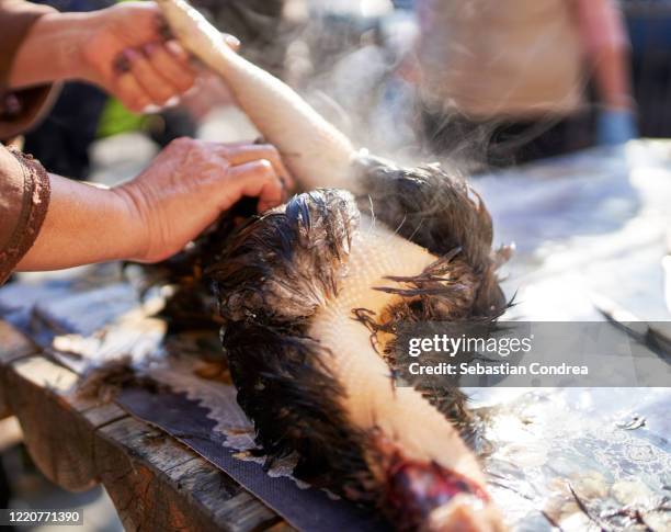 crop image of woman hands that clean the rooster from the feathers, slaughtering. - scared chicken stock pictures, royalty-free photos & images