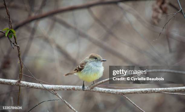 darwin's finch eating on a cactus flower - darwin finch stock pictures, royalty-free photos & images