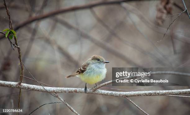 darwin's finch eating on a cactus flower - galapagos finch stock pictures, royalty-free photos & images