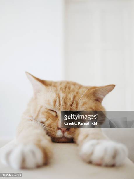lazy cat - rode kat stockfoto's en -beelden