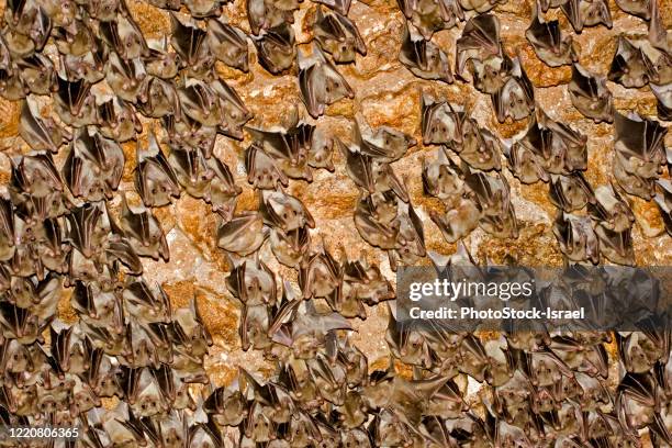 egyptian rousette (rousettus aegyptiacus) - egyptian fruit bat stock pictures, royalty-free photos & images