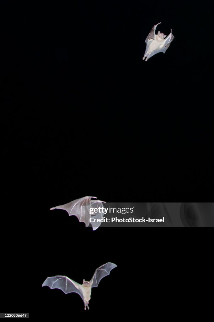Egyptian Fruit Bats in flight