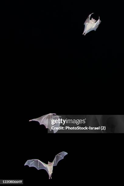 egyptian fruit bats in flight - marburg virus stock pictures, royalty-free photos & images