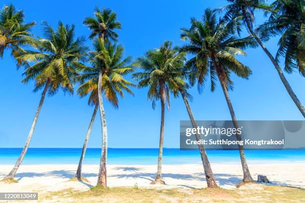 palm trees and amazing cloudy blue sky at tropical beach island in indian ocean. coconut tree with beautiful and romantic beach in chumphon , thailand. koh tao popular tourist destination in thailand. - goa beach stock-fotos und bilder