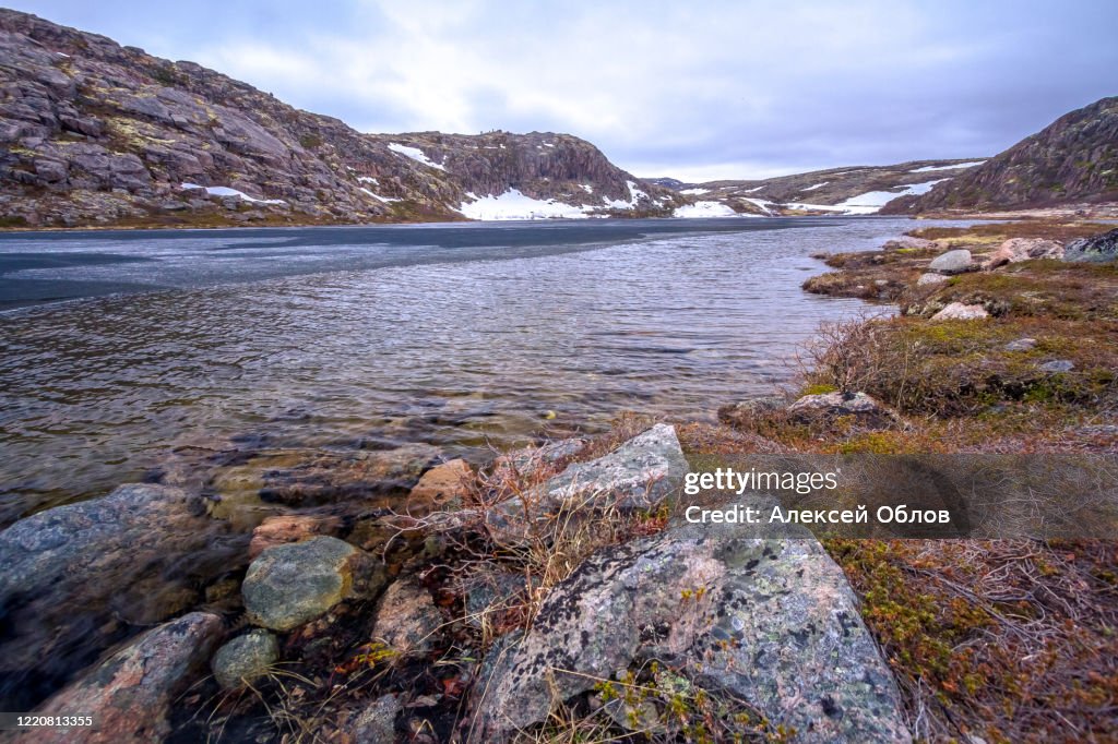 Large round cut stones on the Barents Sea coast, covered with brown algae.