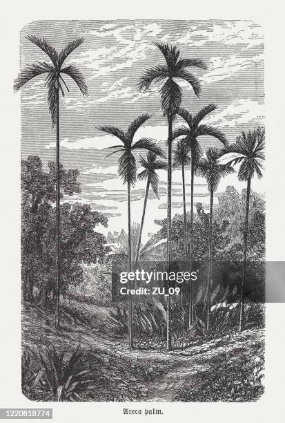 areca palm tree, wood engraving, published in 1893 - areca palm tree stock illustrations