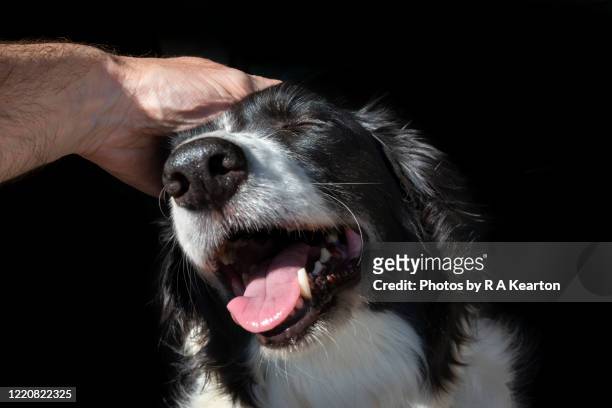 border collie dog enjoying a stroke - pets foto e immagini stock