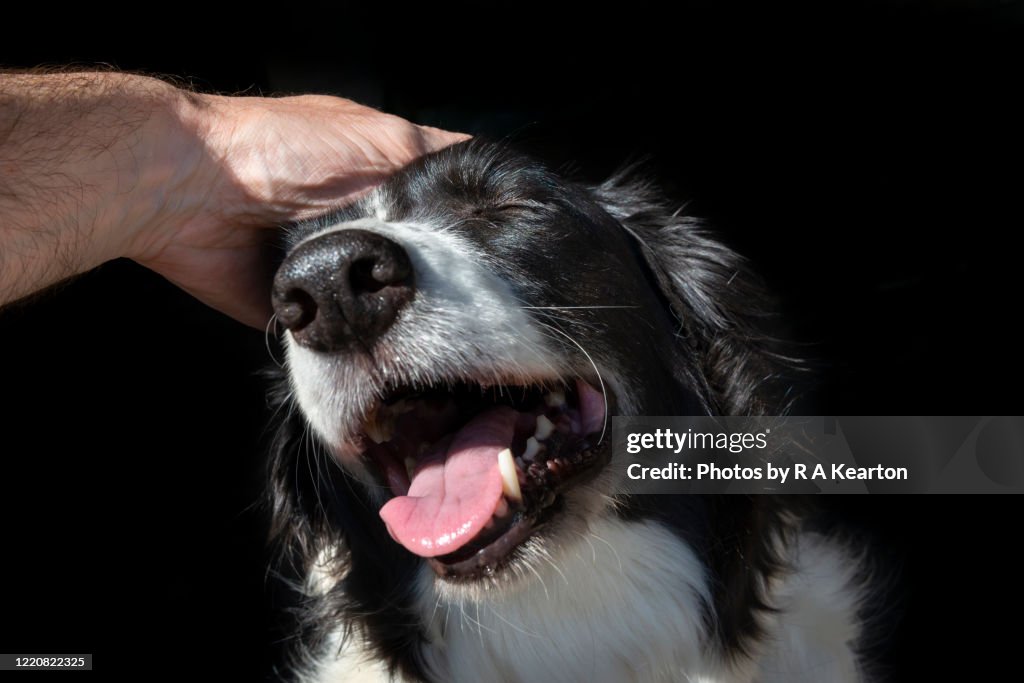 Border Collie dog enjoying a stroke