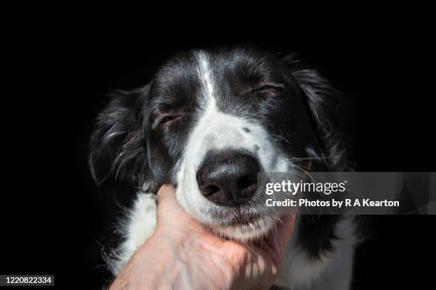 border collie dog enjoying a stroke - hand streichelt stock-fotos und bilder