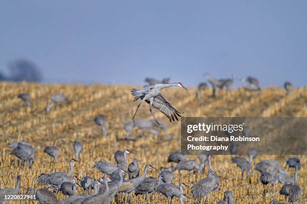 sandhill crane coming in for a landing in a cornfield near kearney, nebraska - kearney-nebraska photos et images de collection