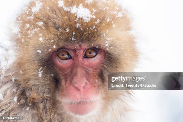 close-up portrait of snow-capped japanese snow monkey - japanese macaque stock pictures, royalty-free photos & images