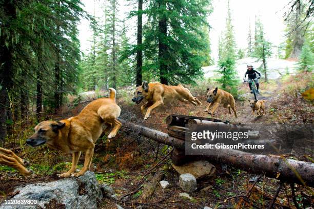 mountain bike dog jump - multiple image overlay stock pictures, royalty-free photos & images