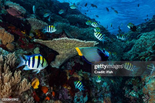 amazing coral reef, tropisches paradies, komodo nationalpark, indonesien - kaiserfisch stock-fotos und bilder