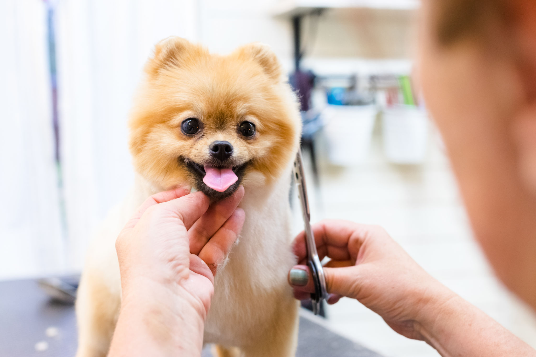 dog grooming