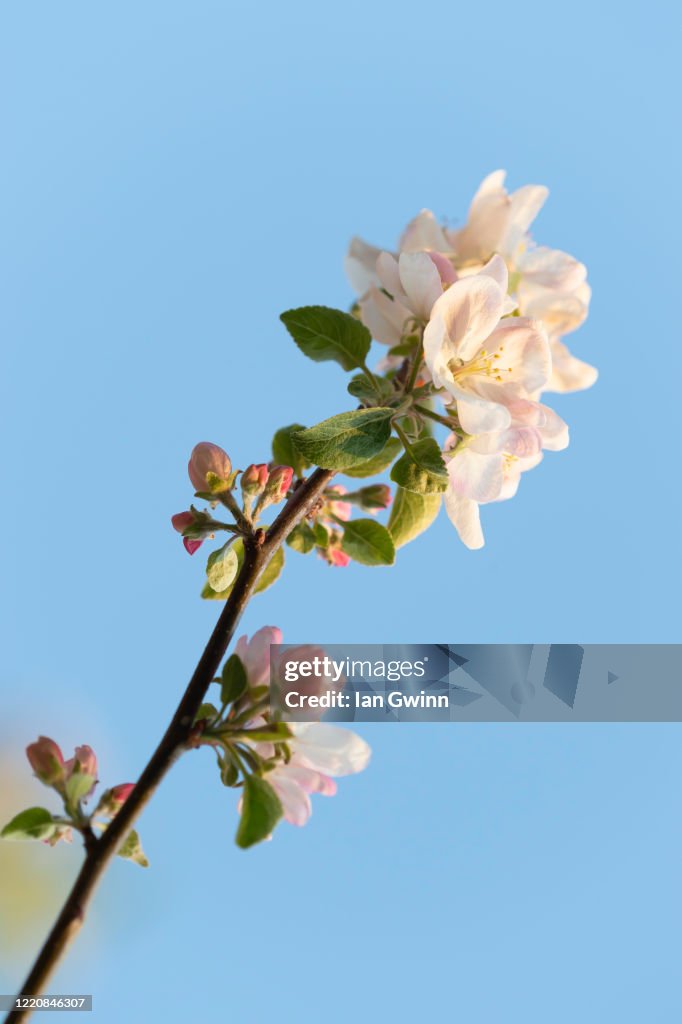 Apple Blossoms_1