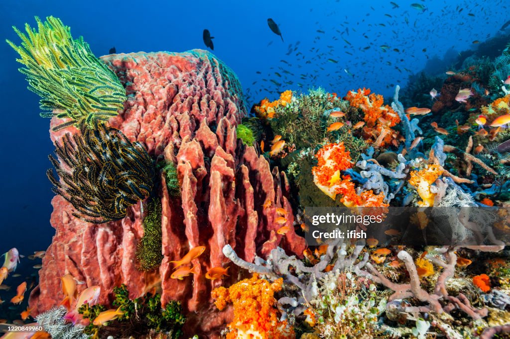 Colorful Coral Reef Paradise, Komodo National Park, Indonesia