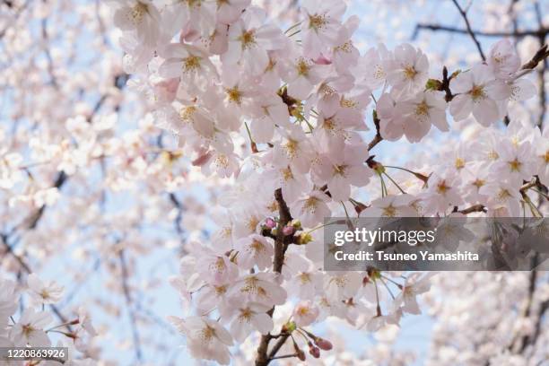 cherry blossom - kinuta park stockfoto's en -beelden