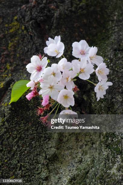 cherry blossom - kinuta park stockfoto's en -beelden