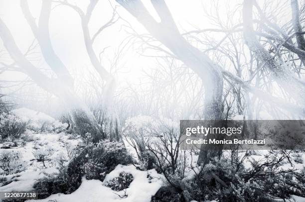 gumtrees in the fog - australian winter landscape stock-fotos und bilder