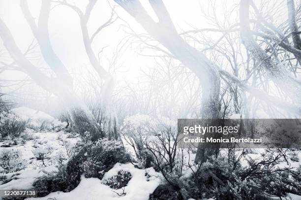 gumtrees in the fog - winter australia stockfoto's en -beelden