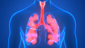 Human Respiratory System Lungs with Alveoli Anatomy