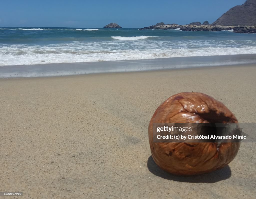 Coconut At Beach