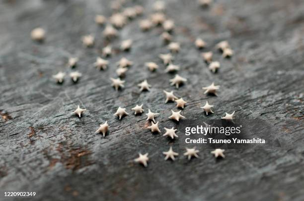 star sand on a wooden board - subtropical climate stock-fotos und bilder