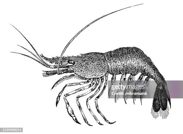 old engraved illustration of prawn - crustaceans and arachnida. antique illustration, popular encyclopedia published 1894. copyright has expired on this artwork - stor räka bildbanksfoton och bilder