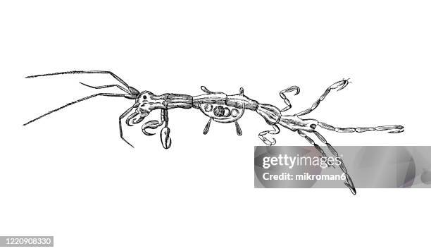 old engraved illustration of caprella mutica, the japanese skeleton shrimp - crustaceans and arachnida. antique illustration, popular encyclopedia published 1894. copyright has expired on this artwork - skeleton shrimp stock pictures, royalty-free photos & images